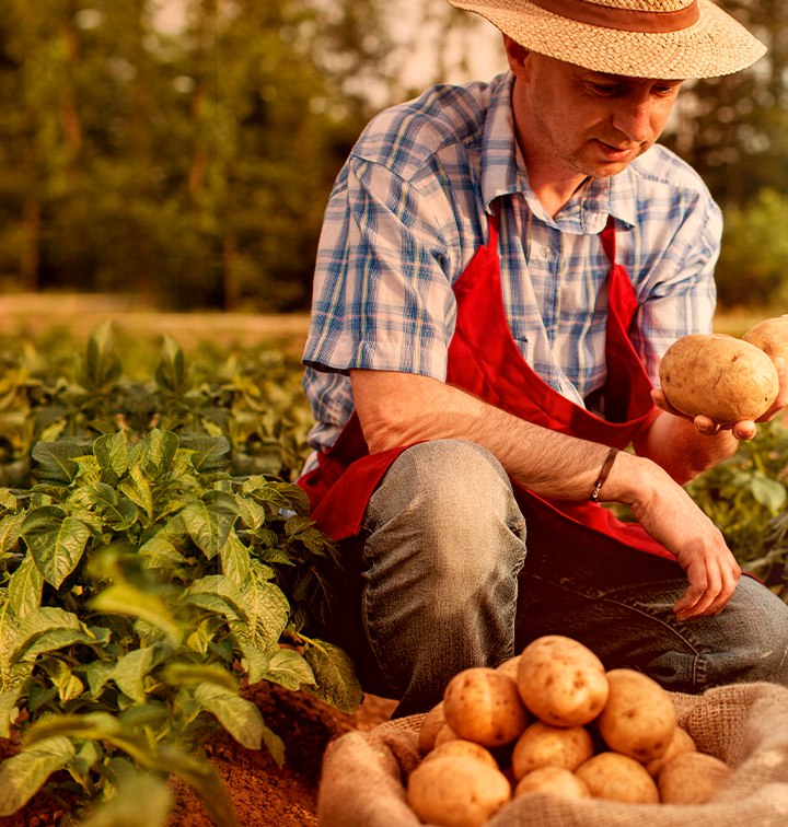 Agricultor colhendo batatas na lavoura